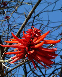 Image result for Erythrina madagascariensis