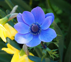 Jump to navigation jump to search. International Flower Day 2020 Elizabeth Marsh Floral Design Emfd