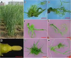 We did not find results for: Frontiers Using Transcriptome Analysis To Identify Genes Involved In Switchgrass Flower Reversion Plant Science