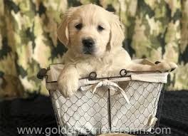 We wish everyone continued health and safety. Minnesota Golden Retrievers For Sale Whispering Willow Retrievers Llc