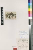 Image result for Alchemilla microbetula