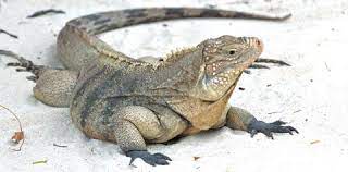 Cayman Brac Rock Iguana An Iguana Named Little Girl Was Hit By A Speeding Motorist And Killed 25 June 2012 Just 10 Da Cayman Brac Iguana Western Caribbean