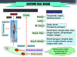Check spelling or type a new query. Organisasi Tubuh Manusia Oleh Nurhalina Ppt Download