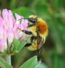 Image result for Bombus muscorum