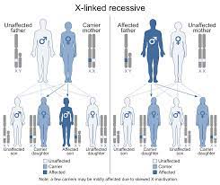 A recessive trait is a trait that is expressed when an organism has two recessive alleles, or forms of a gene.traits are characteristics of organisms that can be observed; X Linked Recessive Inheritance Wikipedia