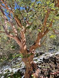 Image result for Andrachne