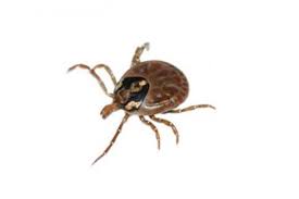 De ziekte kan een divers en grillig beloop hebben. Ik Heb De Ziekte Van Lyme Thuisarts Nl