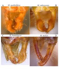 Image result for Ctenium newtonii