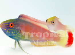 Pin By Mauricio On Aquarium In 2020 Marine Fish Aquarium Fish Reef Tank