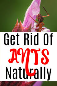 We did not find results for: How You Can Get Rid Of Ants Naturally