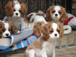 Blenheim Or Tri Color Cavalier Blenheim Cavalier Puppies Cavalierki Cocker Spaniel Puppies King Charles King Charles Dog King Charles Cavalier Spaniel Puppy