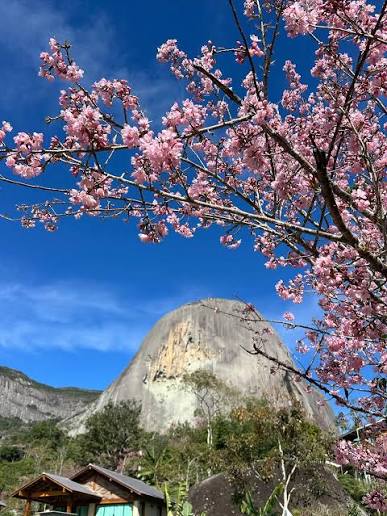 Florada das cerejeiras colore a Região Serrana e atrai visitantes ao ES