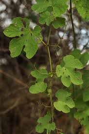 Image result for Ampelocissus