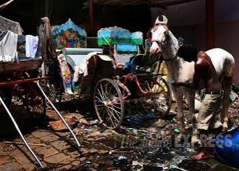 You won't see these horse-drawn carriages on Mumbai roads | Picture Gallery Others News - The Indian Express