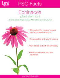 Discover The Amazing Benefits Of Echinacea This Plant Stem Cell Is Also Used In Many Of Our Ice Products Plant Stem Cell Stem Cells Plant Stem