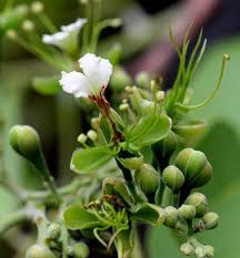 Image result for Oubanguia africana