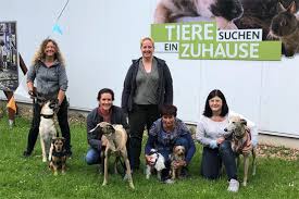 Anton war unfassbar unglücklich und wurde krank. Von Klein Bis Gross Bei Tiere Suchen Ein Zuhause Im Wdr Tv Am Sonntag Den 23 Juni Galgo Hilfe E V