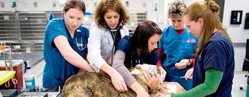 Maybe you would like to learn more about one of these? Tlc Pet Care Services The Y Guide
