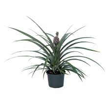 Image result for Ananas