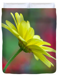 Butterfly Daisy Shower Curtain