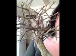 Bring Your Bonsai Back To Life Youtube