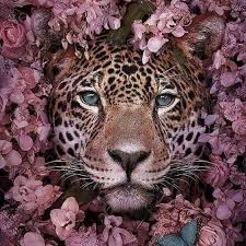1 211 Begenme 2 Yorum Instagram Da Sidika Yaman Ates Akrebinsifasi 3 Mart Sali Gunu Kesinlesecek O In 2020 Animal Photography Animal Photography Dogs Animals