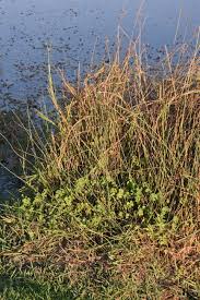 Image result for Marsilea minuta