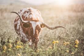If you still can't decide, we always have gift cards! Longhorn Cow Canvas Or Photo Print Country Home Decor Cow Etsy Longhorn Cow Cow Photography Cow Pictures