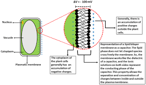Check spelling or type a new query. Plant Electrome The Electrical Dimension Of Plant Life Springerlink