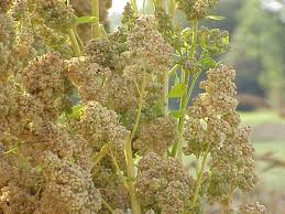 Quinoa - Simple English Wikipedia, the free encyclopedia