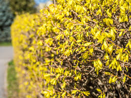 Trotzdem wünschen sich viele das goldglöckchen verzaubert den garten mit ihren knallig gelben, glockenförmigen blüten. Bluhende Straucher Als Sichtschutz Pflanz Und Pflanzentipps