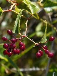 Purchase quality sarsaparilla from alibaba.com and make a variety of healthy foods and helpful medicines. Ø§Ù„Ø³Ø§Ø±Ø³Ø§Ø¨ÙŠÙ„Ø§ Ø§Ù„ØªÙˆØª Ø£Ø³ÙŠØ§Ø® Ø§Ù„Ø´ÙˆÙƒ Ù†Ø¨Ø§ØªØ§Øª Ø¨Ø±ÙŠØ© Pikist