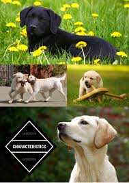 Maybe you would like to learn more about one of these? Labrador Characteristics The Labrador Site