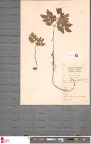 Image result for Rhabdophyllum affine