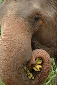 Maybe you would like to learn more about one of these? Elephant Eating Bananas Elephant Eating Elephant Animals Beautiful