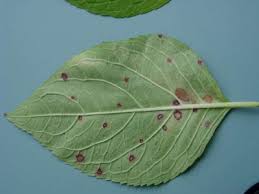 Image result for Cercospora hydrangea