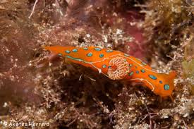 Image result for Erythrococca polyandra