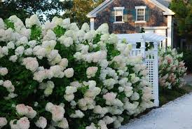 Limelight Hydrangea Creates A Beautiful Hedge Perfect For Lining A Driveway Hortensien Garten Garten Bauerngarten