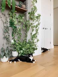 It's also very tolerant of low light — because of its origins on the floor of the amazon. Climbing Plants Safe For Pets Leaf And Paw