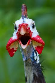 Image result for Gnidia usafuae