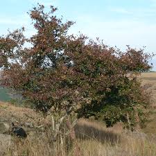 Image result for Combretum kraussii
