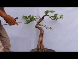 Cara Bentuk Bonsai Bunjin Nenek Lampir Youtube