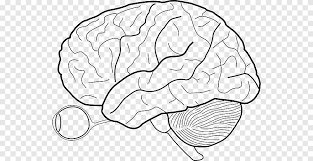 This image is titled nervous system diagram unlabeled and is attached to our article about human nervous system beginner's guide. Outline Of The Human Brain Png Images Pngegg