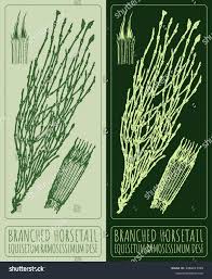 Image result for Equisetum ramosissimum