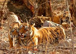 Stealthy, scarce and spectacular: Viewing tigers in India