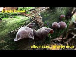 Odzyskają wtedy swoją elastyczną, nieco galaretowatą strukturę. Uszaki Bzowe Czyli Grzyby Mun Youtube