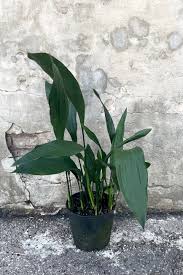Image result for Aspidistra