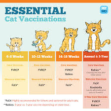 Should cats be vaccinated every year? Essential Cat Vaccinations Petmd