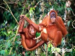 We, the board of trustees of the bukit merah orang utan island foundation and the panel of advisors, have resolved that, we have an obligation to our stakeholders ??? Sam Poh Tong Tours Tickets Best Price 11 Usd