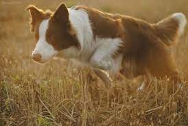 Pin On Border Collies And More Border Collies